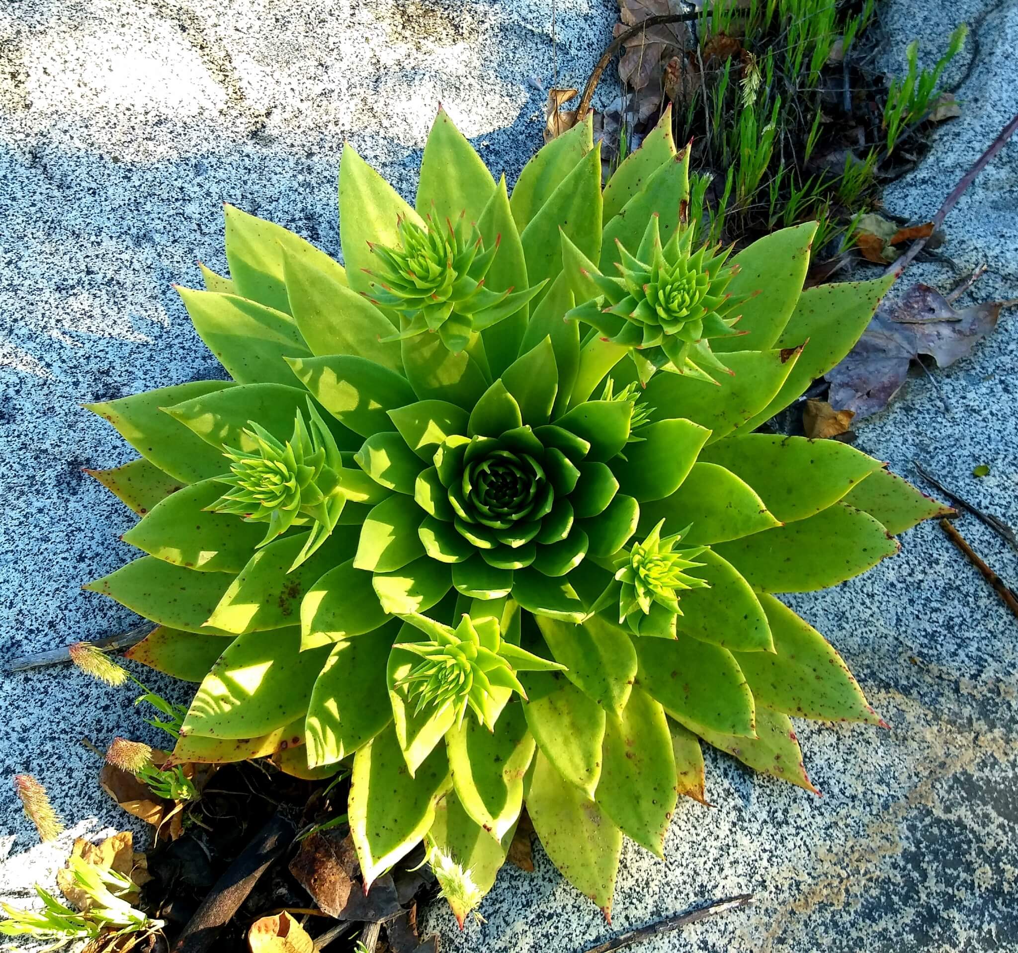 Dudleya brittonii